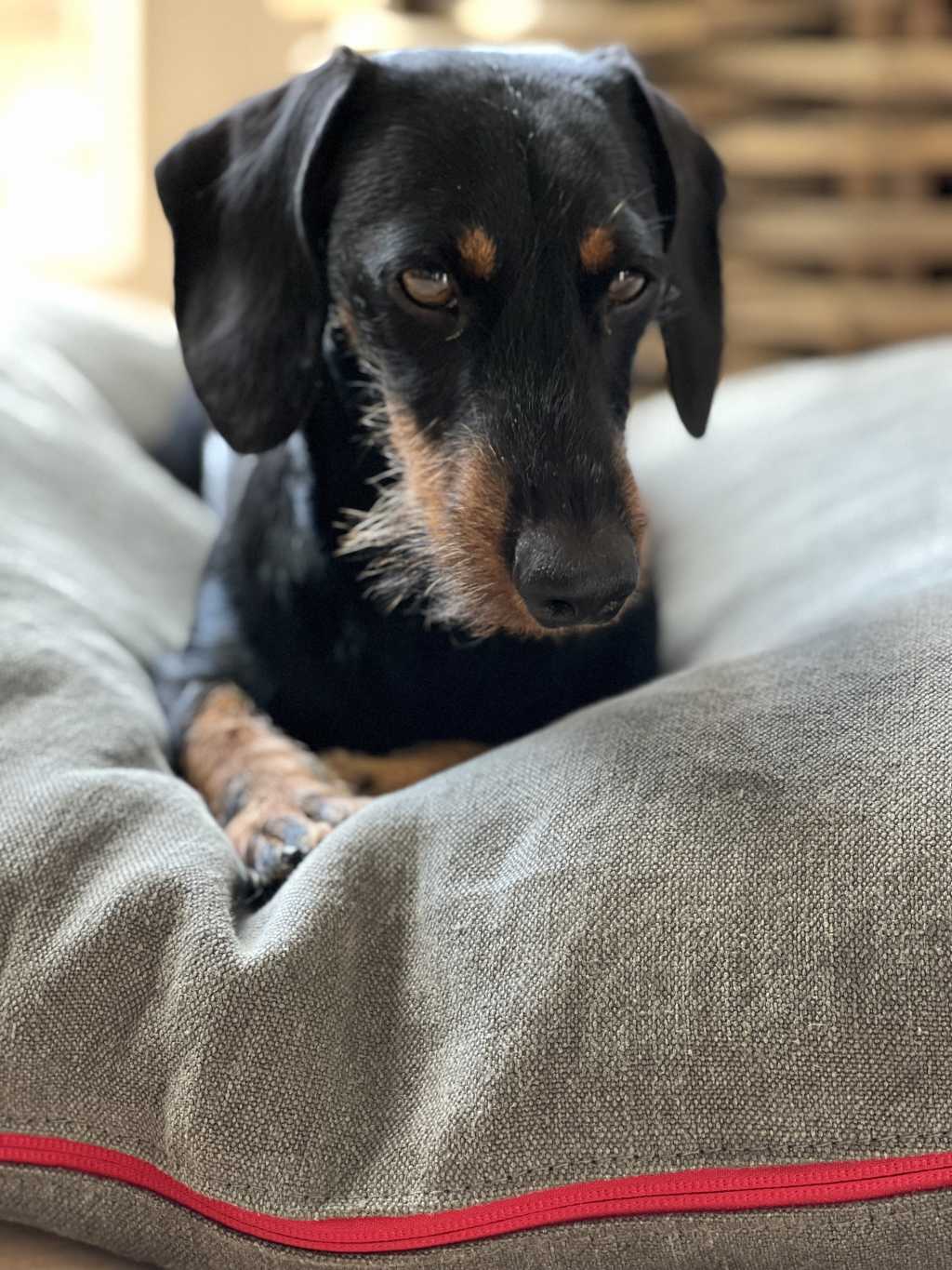 Haarausfall bei Hunden: Was tun? Ursachen & Lösungen