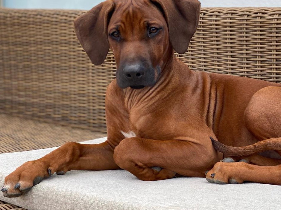 Ridgeback liegt entspannt auf der orthopädischen Hundematte Leo aus Bio-Hanf, Kokosfaser und Latex – ideal bei Gelenkproblemen und Allergien.