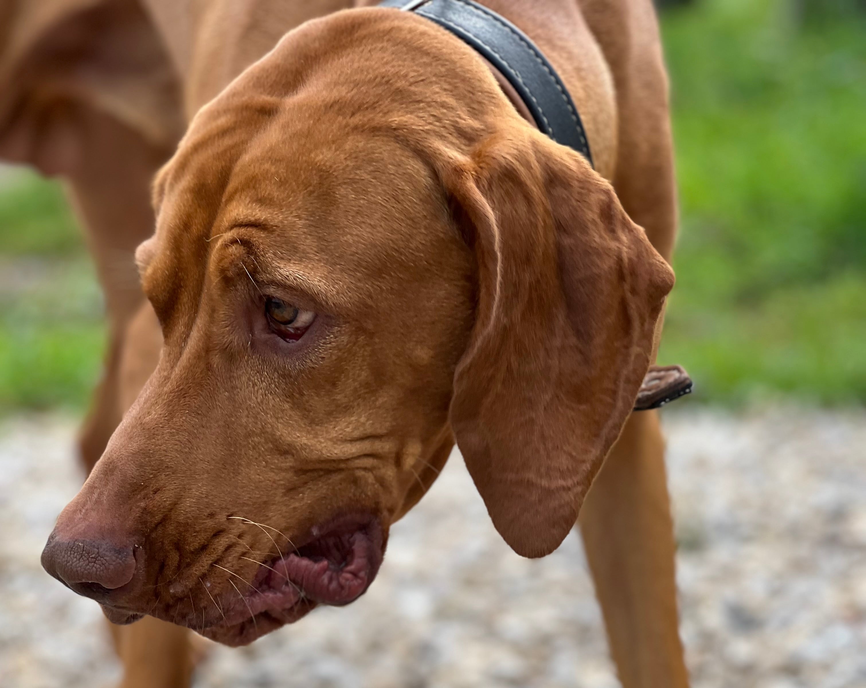 Hund mit Milben im Ohr – Symptome, Behandlung und Prävention von Ohrmilben bei Hunden, inklusive Tipps für Hundebesitzer zur schnellen Erkennung und effektiven Behandlung.