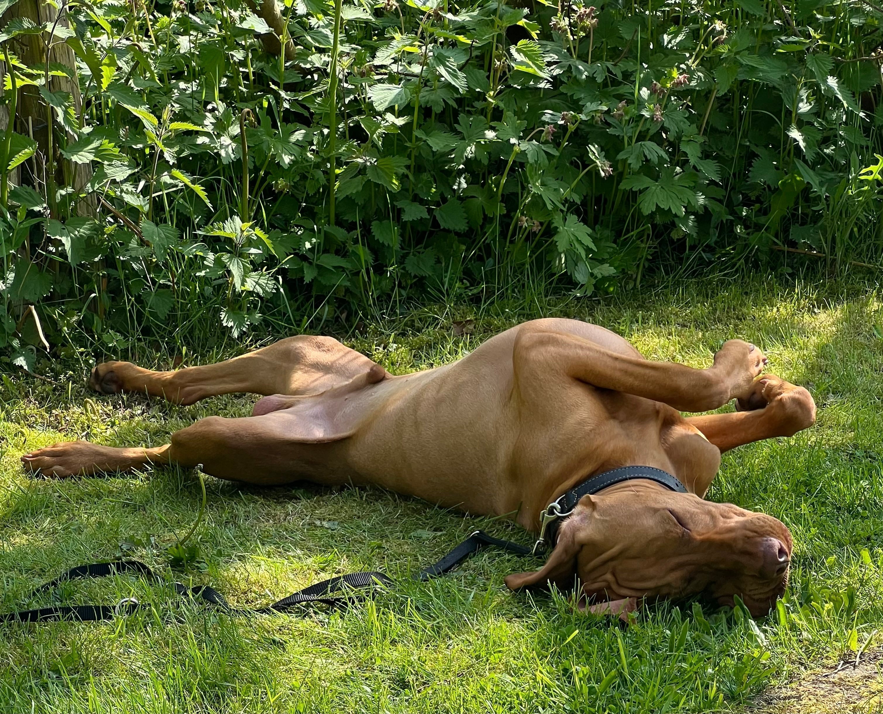 Es juckt. Atopische Dermatitis beim Hund äußert sich durch starken Juckreiz und entzündete Haut.