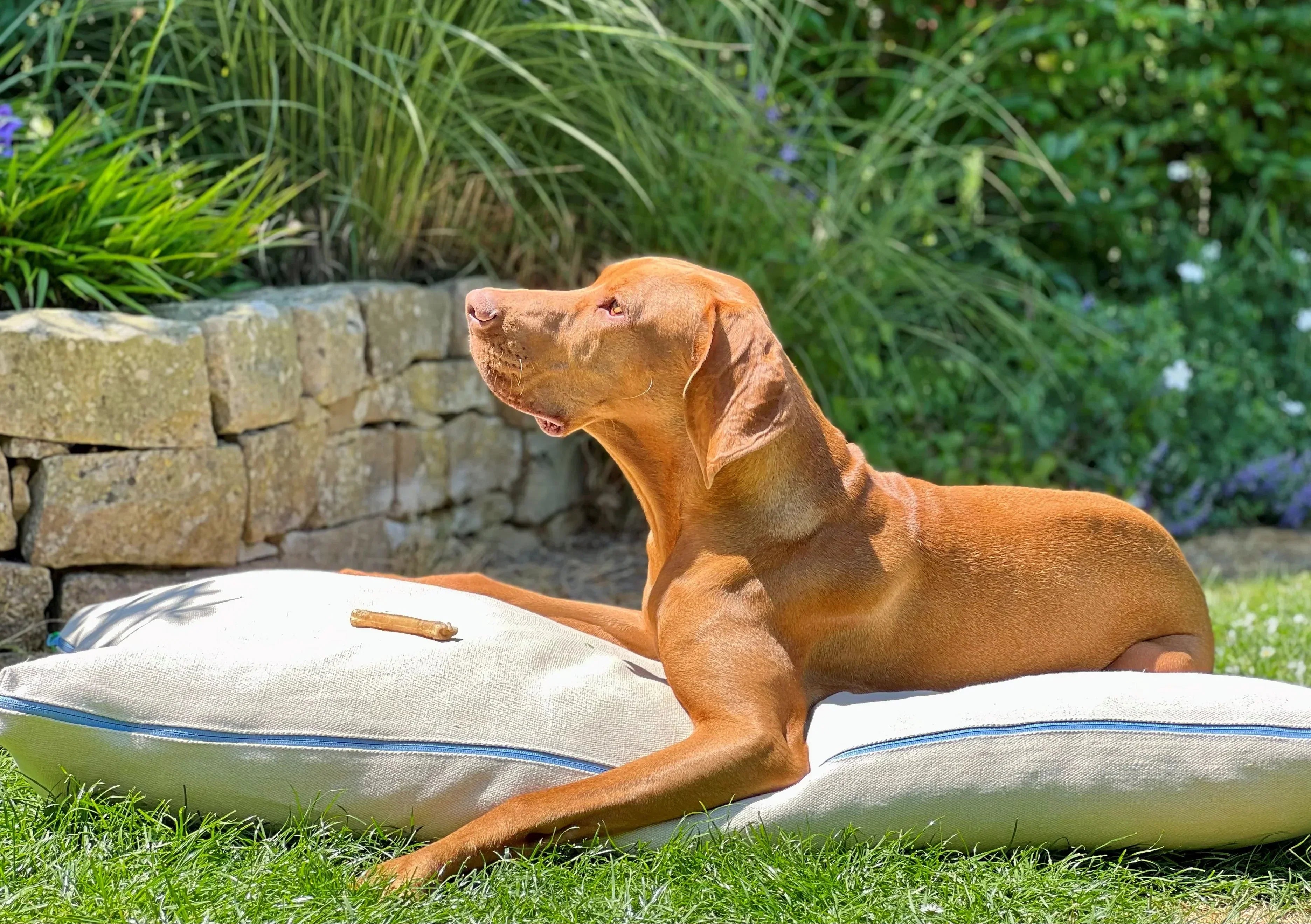 Hundekissen orthopädisch, pflegeleicht, Bezug aus 100 % Bio-Hanf waschbar bei 60 Grad, Füllung GOLS zertifizierte Latexflocken, mit Inkontinenzbezug waschbar bei 95 Grad. Wohltuend für den Hund bei Milbenallergie oder Hautkrankheiten. Farbe Beige