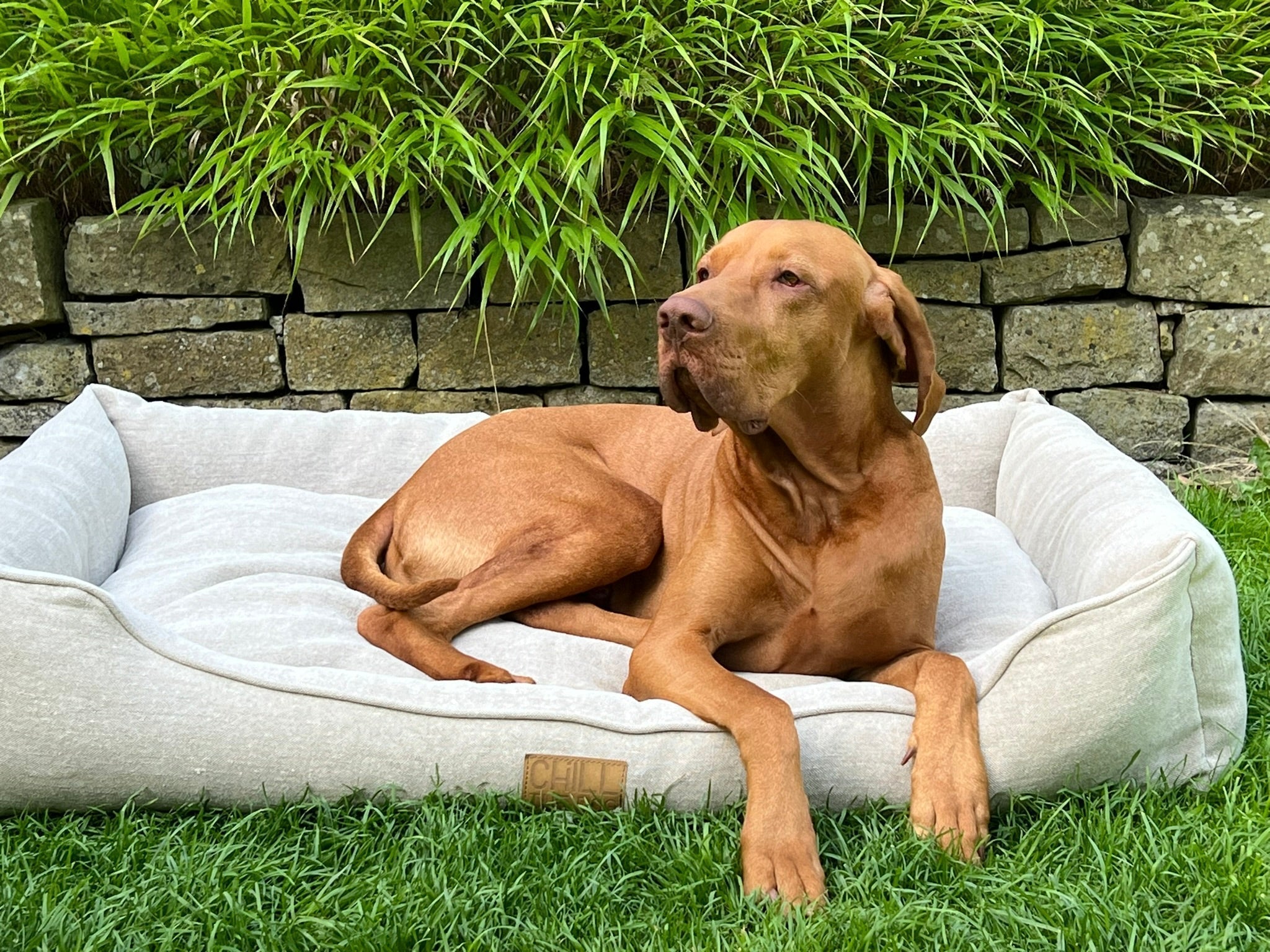 Unser Hund Michel entspannt in einem gemütlichen Natur Hundebett aus Bio-Hanf