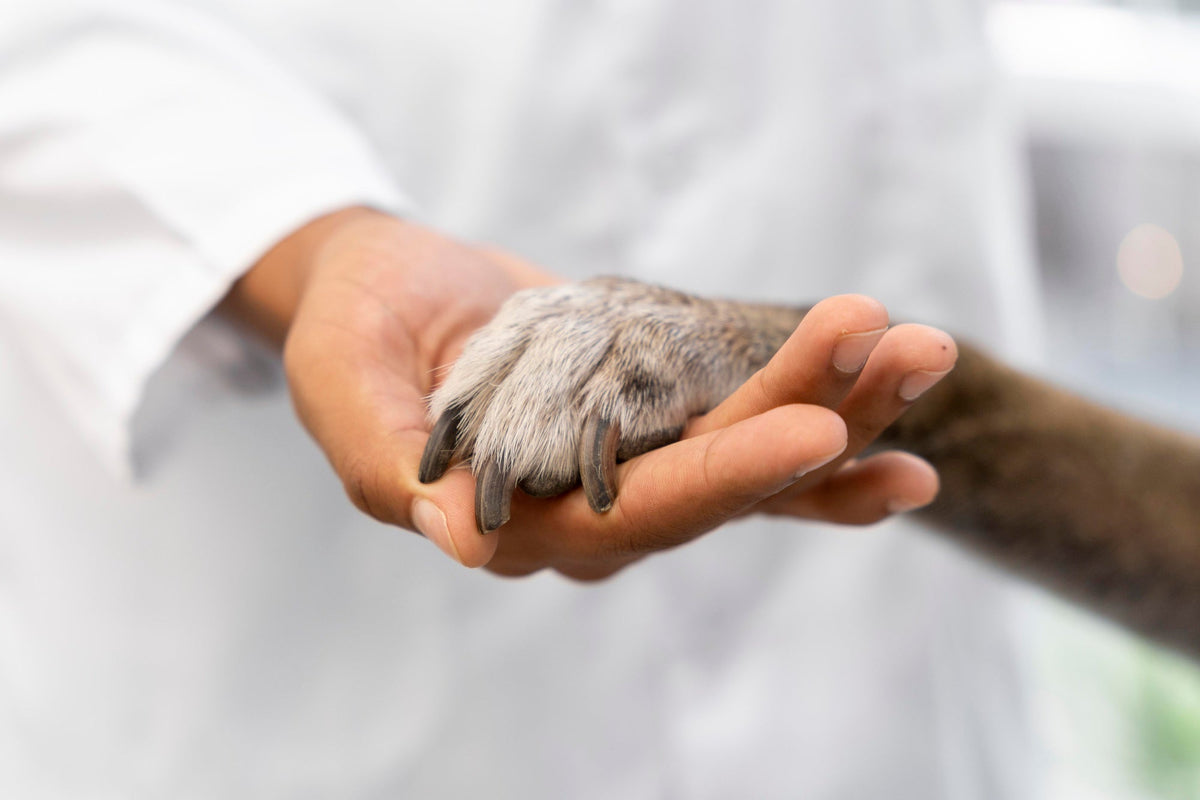 Welches Hundebett empfehlen Tierärzte? Orthopädisches Hundebett aus natürlichen Materialien für Hunde mit Allergien und Gelenkproblemen.