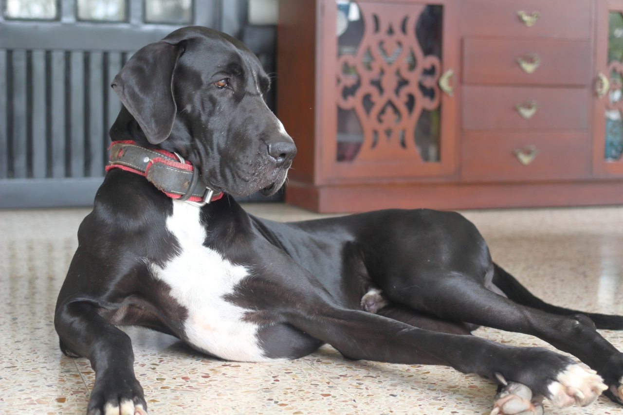Dogge liegt unbequem auf hartem Steinboden – zeigt den Bedarf nach dem besten Hundebett für große Hunde
