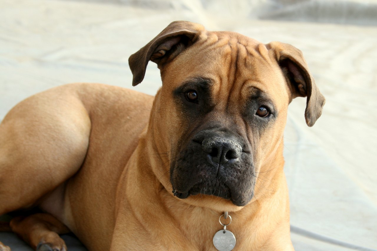 Welches Hundebett für Bullmastiff – orthopädisches Hundebett aus Bio-Hanf, Kokosfaser und Latex