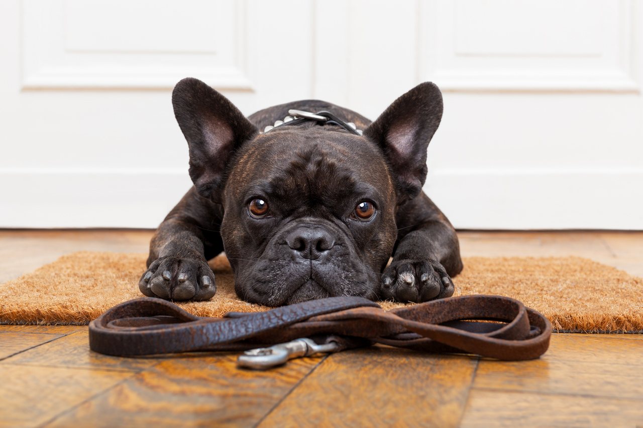 Französische Bulldogge liegt erwartungsvoll auf einer Matte und freut sich auf sein neues, orthopädischem Hundebett aus Bio‑Hanf, Kokosfaser und Latex