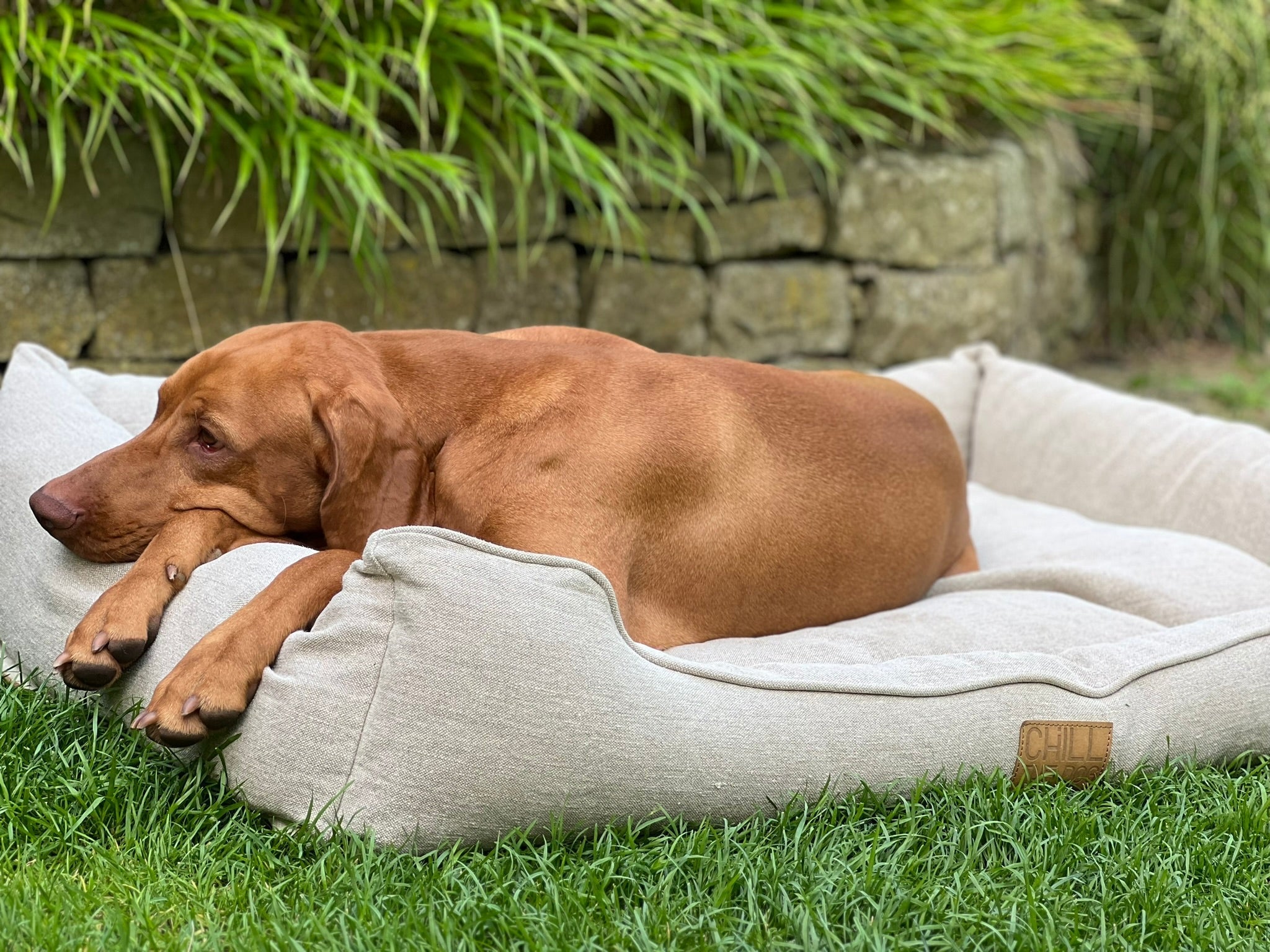 Hund im Hundebett aus Hanf bei Allergien und gereizter Haut