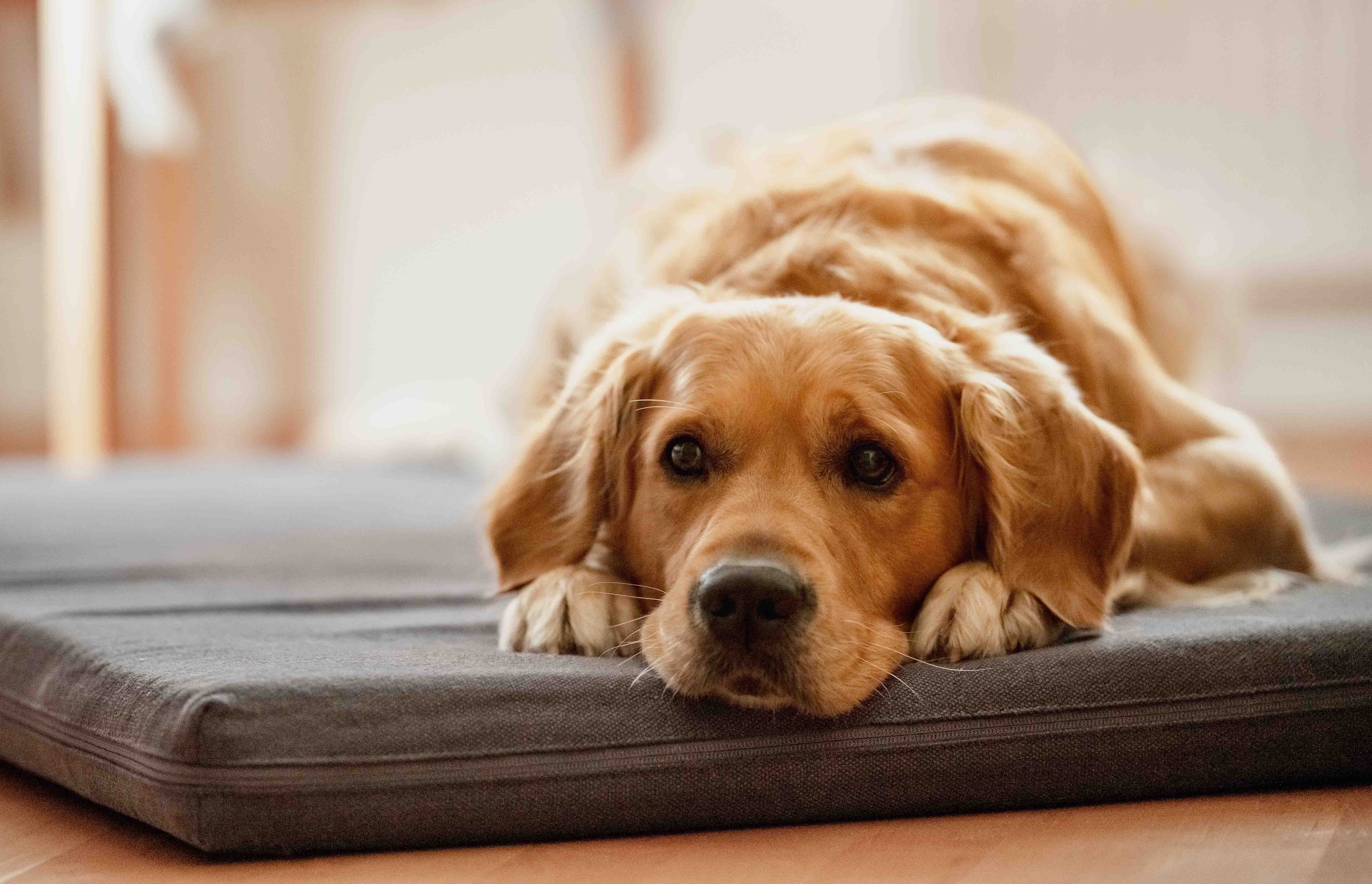 Golden Retriever liegt auf orthopädischer Hundematte Leo aus Bio-Hanf mit Latex-Kokos-Matratze