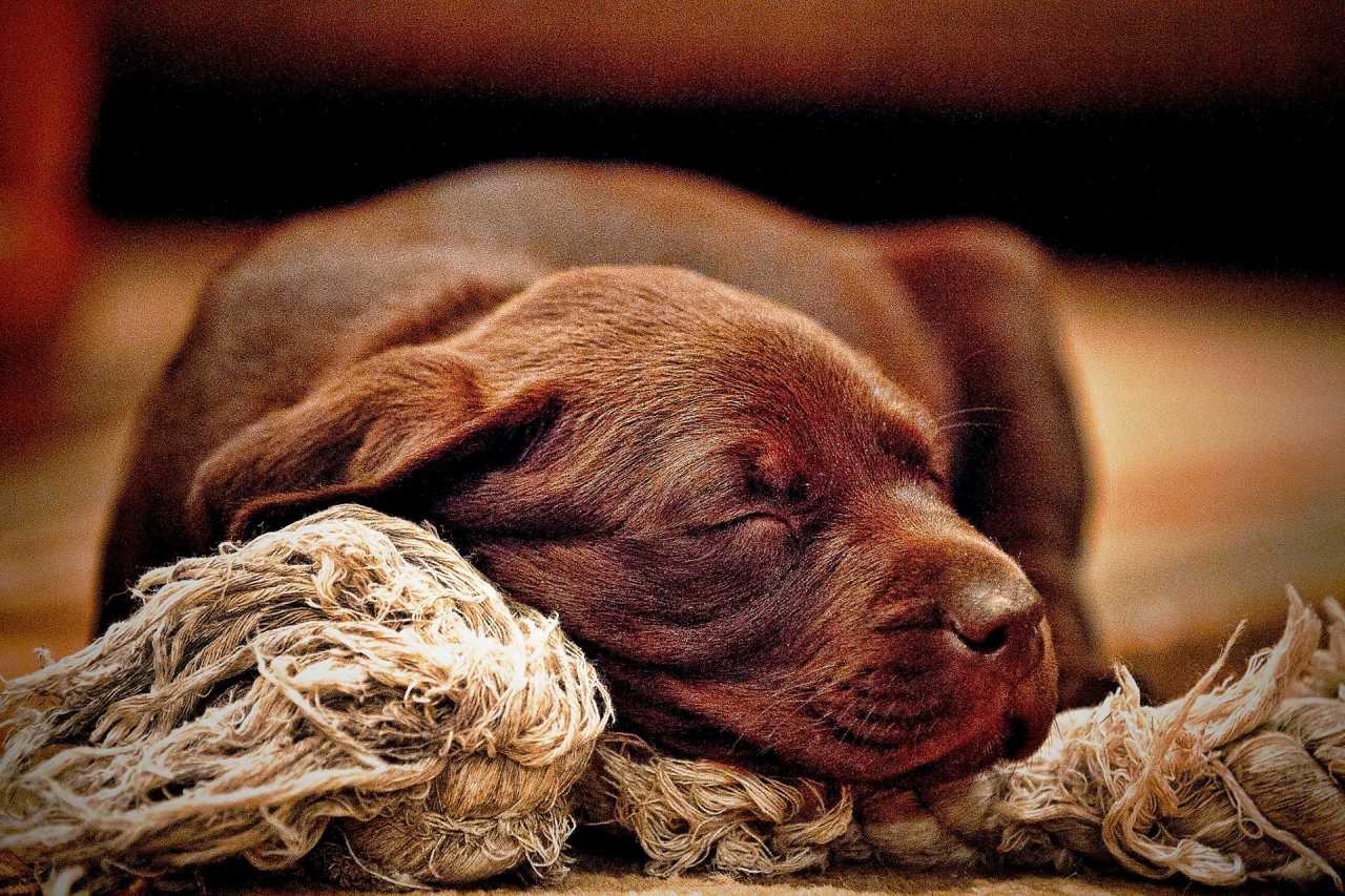 Labrador-Welpe schläft friedlich neben Hanffasern – Symbol für natürliche Materialien im Hundebett