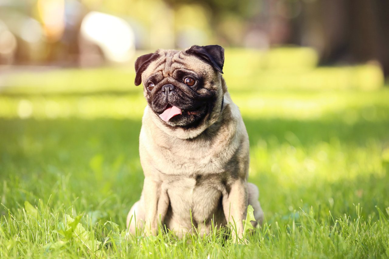 Mops sitzt entspannt auf grüner Wiese – Symbolbild für rassetypische Bedürfnisse an ein orthopädisches Hundebett