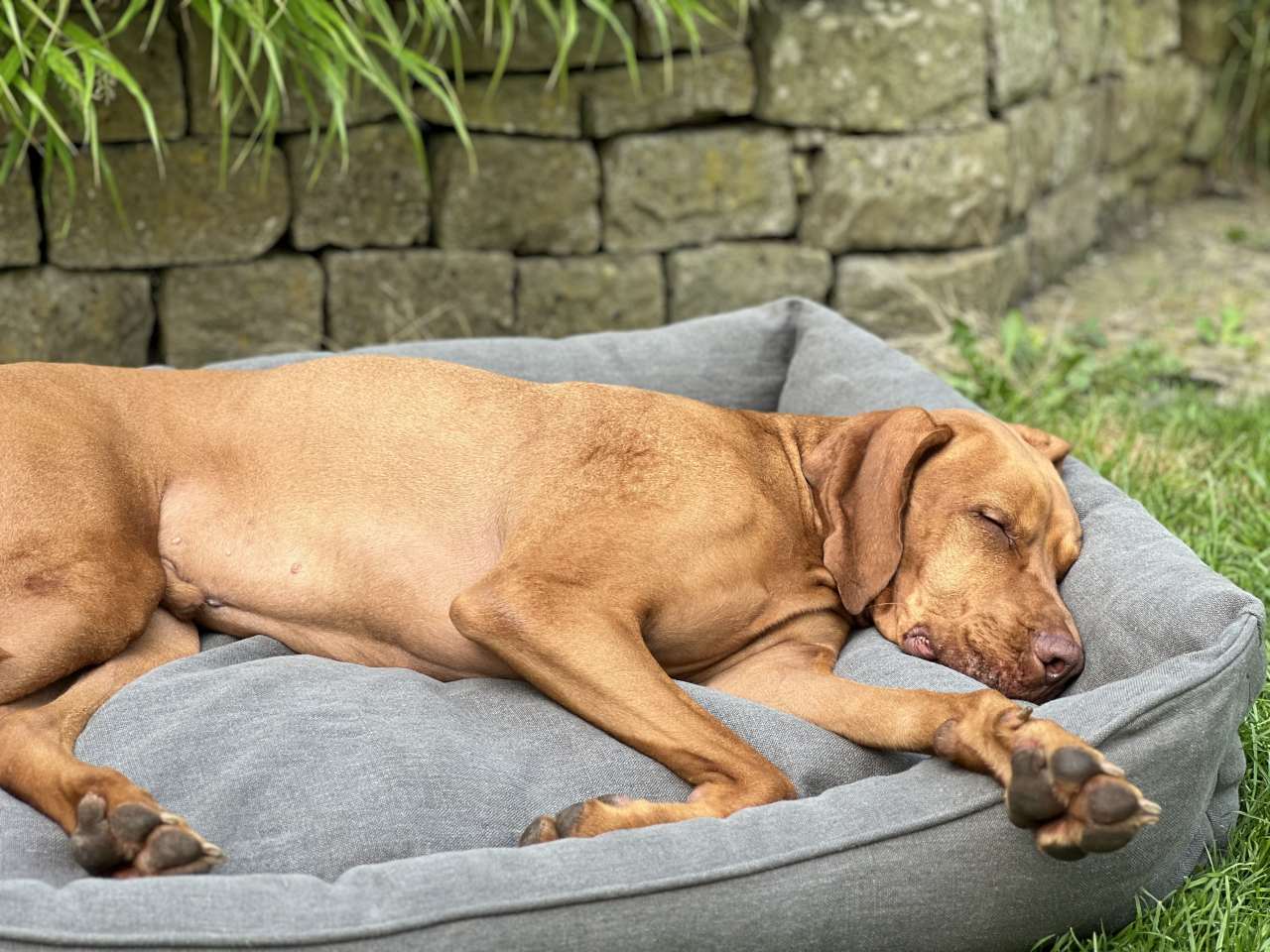 Welches Hundebett mögen Hunde am liebsten?