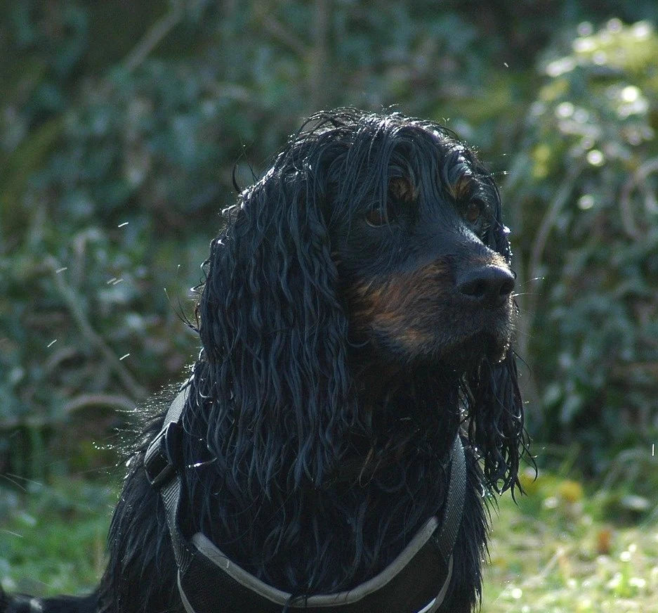 Ein nasser Hund im Regen. CHILL THE DOG® Hanf-Hundebetten verhindern Gerüche und bleiben hygienisch frisch, auch nach nassen Tagen.