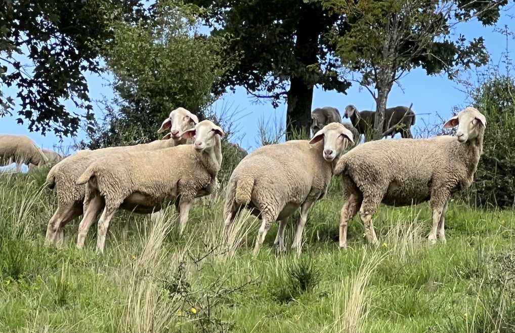 Schafe aus deren Wolle die Hundedecke MääähMobil angefertigt wird. Kuschelig und wärmend.