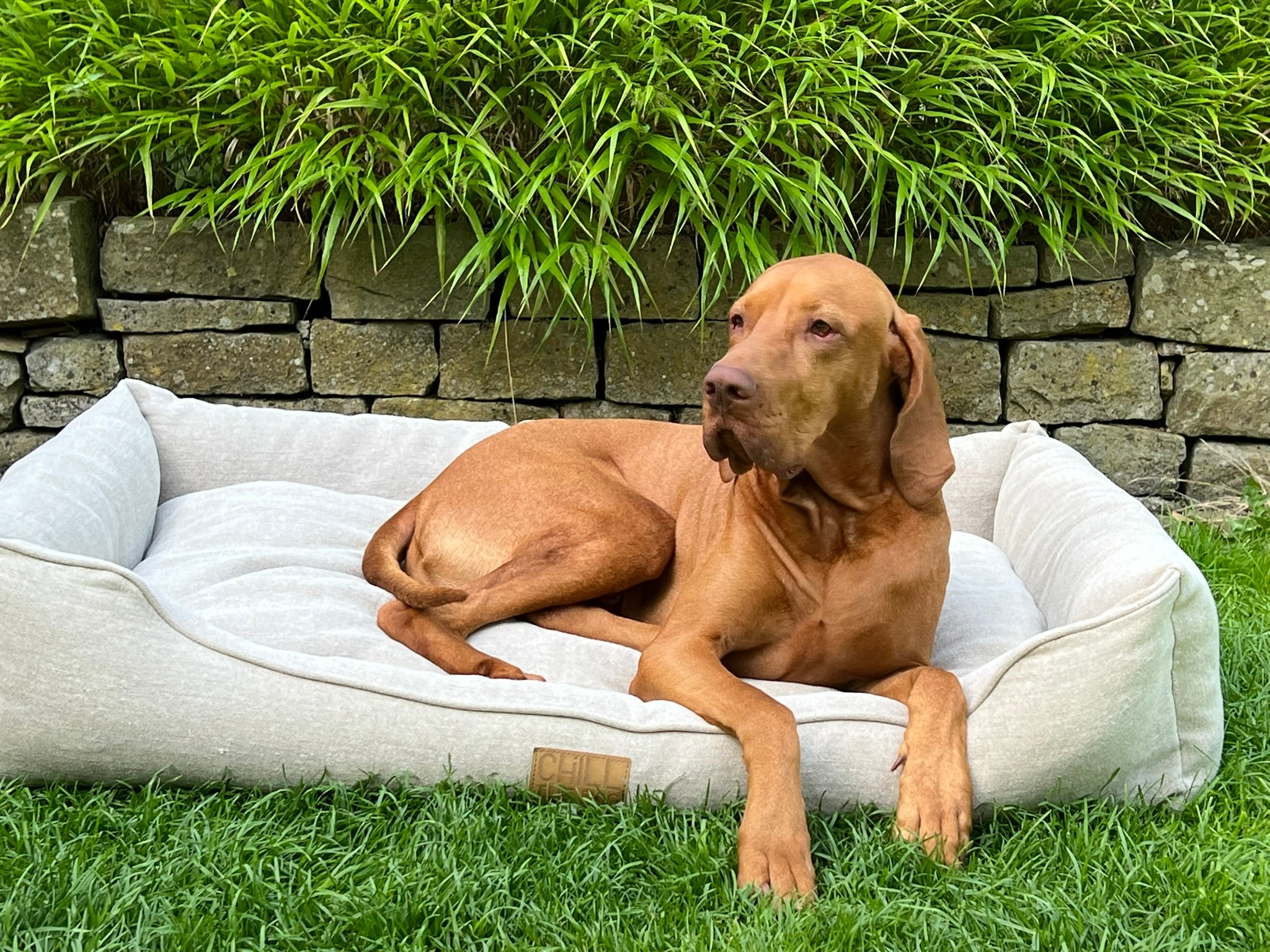 Hundebett aus BIO-Hanf – Farbe Beige, Michel entspannt sich in einem waschbaren, orthopädischen Hundebett.