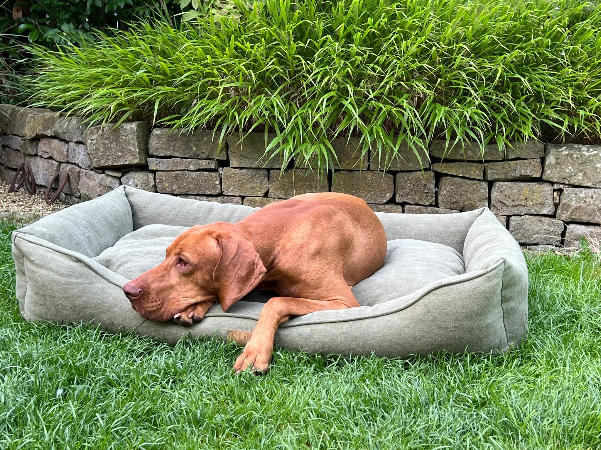 Magyar Vizsla Michel im waschbaren, orthopädischen Hundebett. Farbe: Grün – Ideal für Allergiker und Hunde mit empfindlicher Haut.