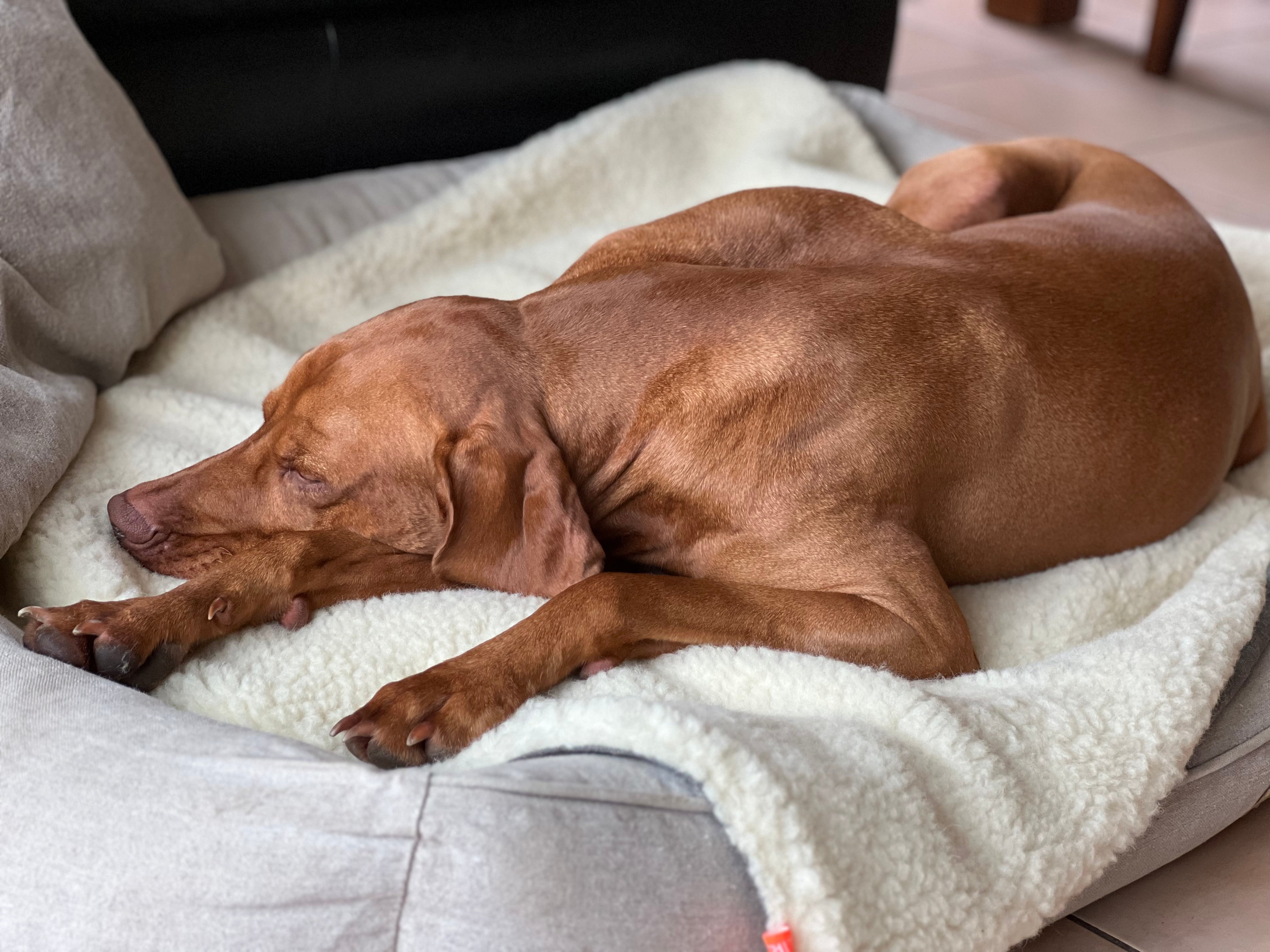 Vizsla liegt entspannt auf Hundedecke für unterwegs im Hundebett