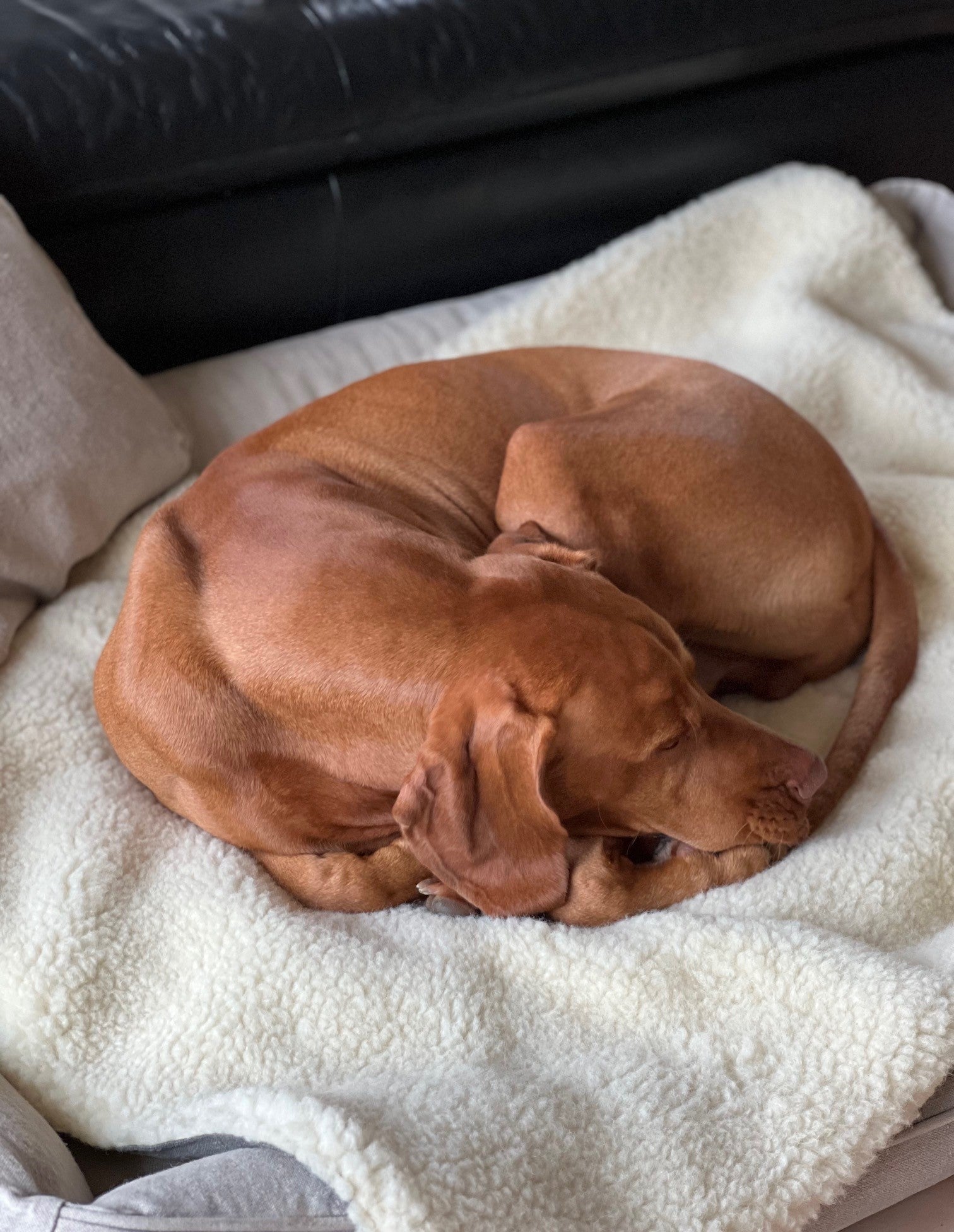 Vizsla schläft eingerollt auf Hundedecke für unterwegs im Hundebett