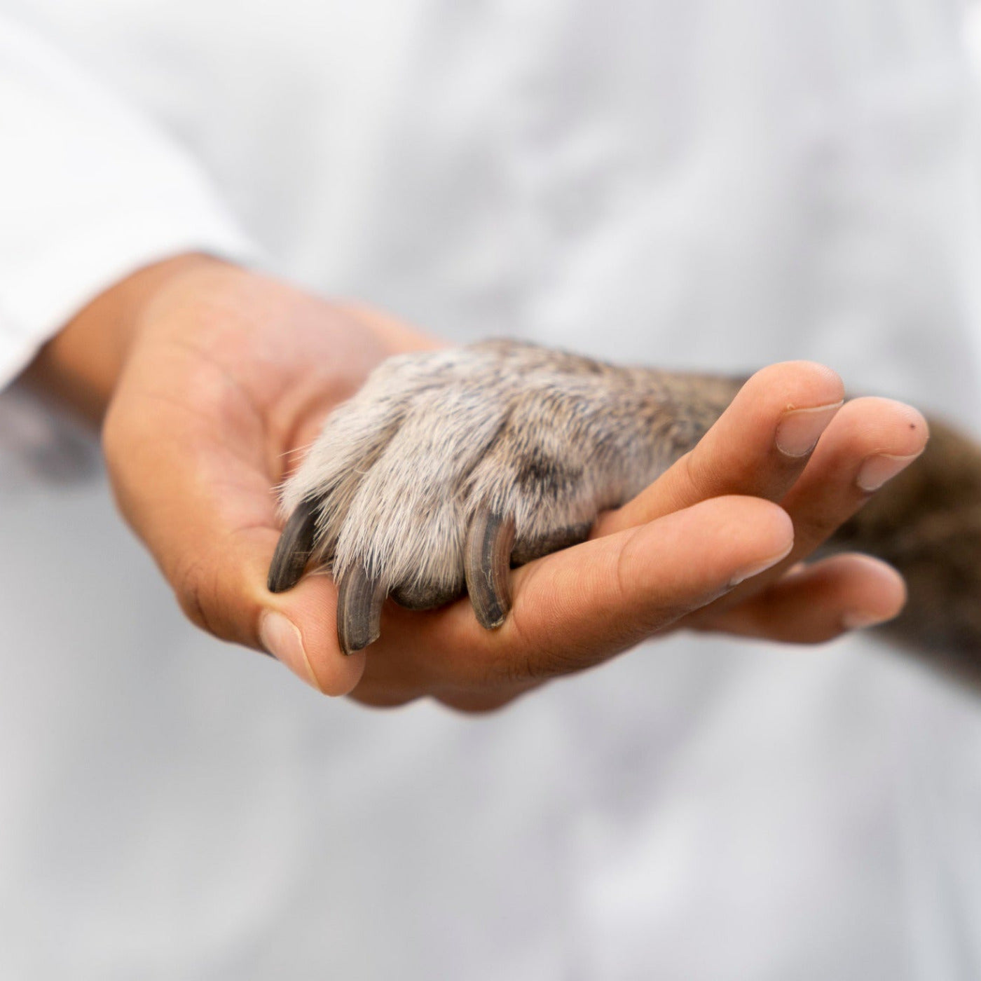 Beiträge zu Gesundheit, Allergien, Milben, Juckreiz und Hautproblemen beim Hund