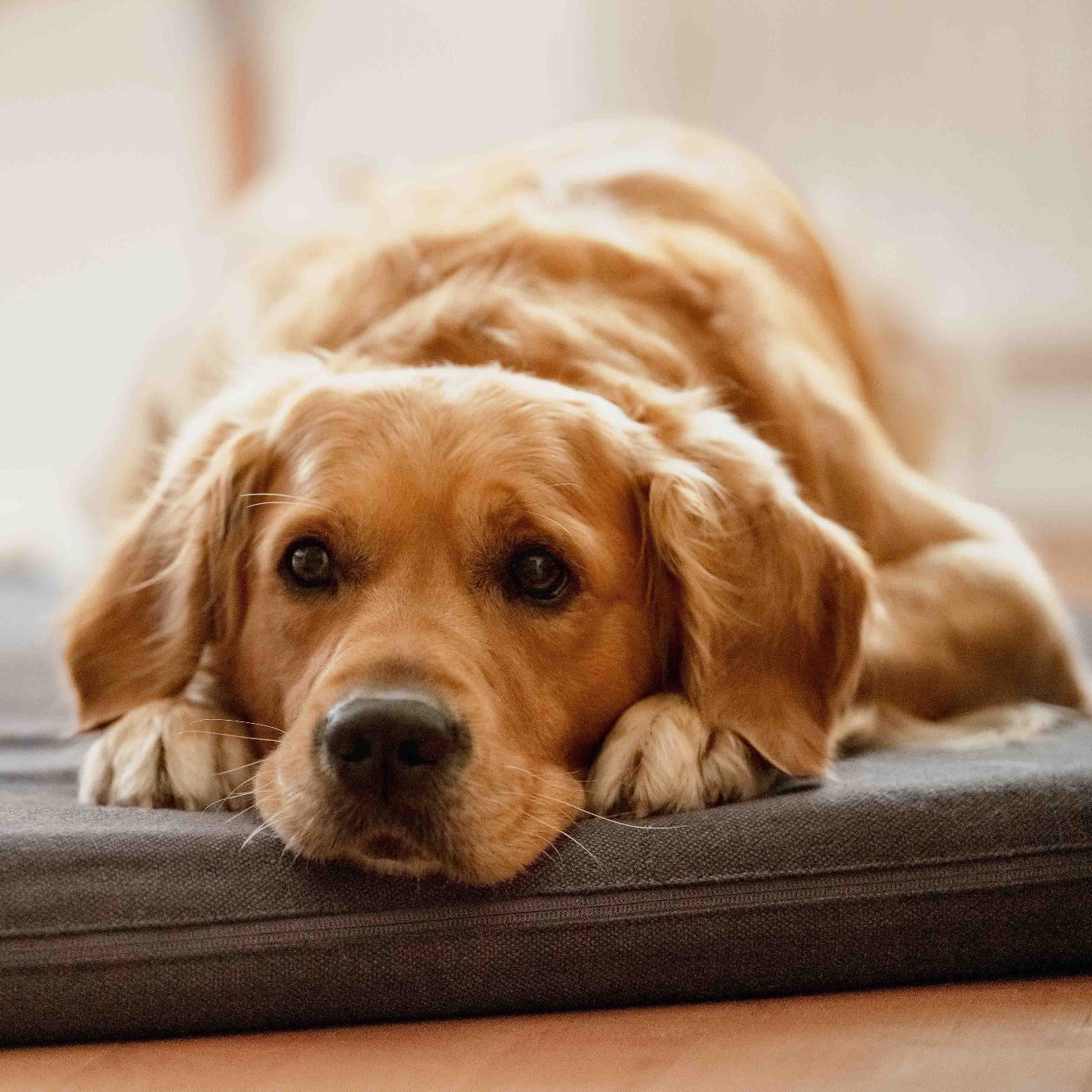 Kaufberatung für Hundematten mit Beiträgen zu orthopädischer Unterstützung, Materialien und Pflege