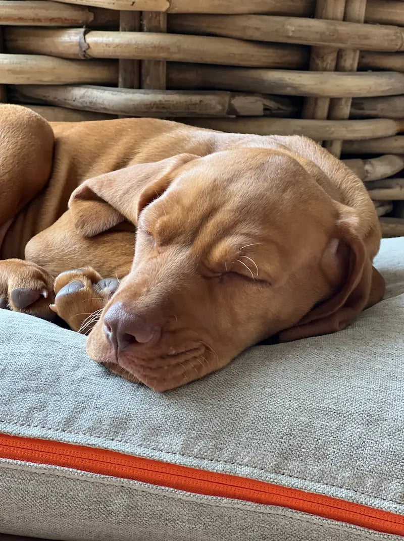 Michel schläft entspannt auf dem CHILL THE DOG® Hundekissen aus Bio-Hanf in Beige mit orangenem Reißverschluss – waschbar und handgefertigt in Deutschland