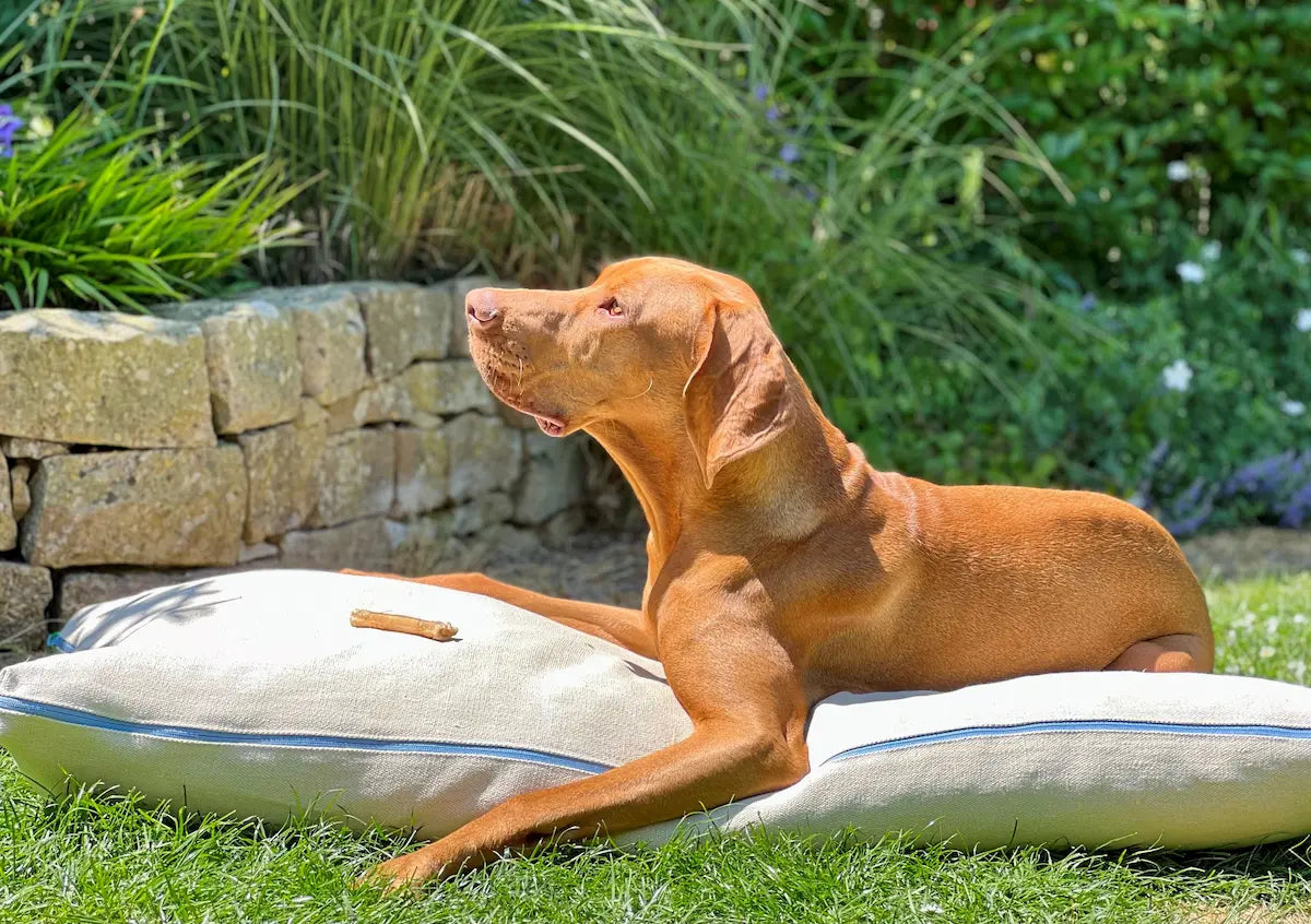 Michel liegt auf dem orthopädischen Hundekissen von CHILL THE DOG® im Garten – das waschbare Hundekissen aus Bio-Hanf, gefüllt mit Latexflocken, bietet optimalen Komfort und unterstützt die Gelenke