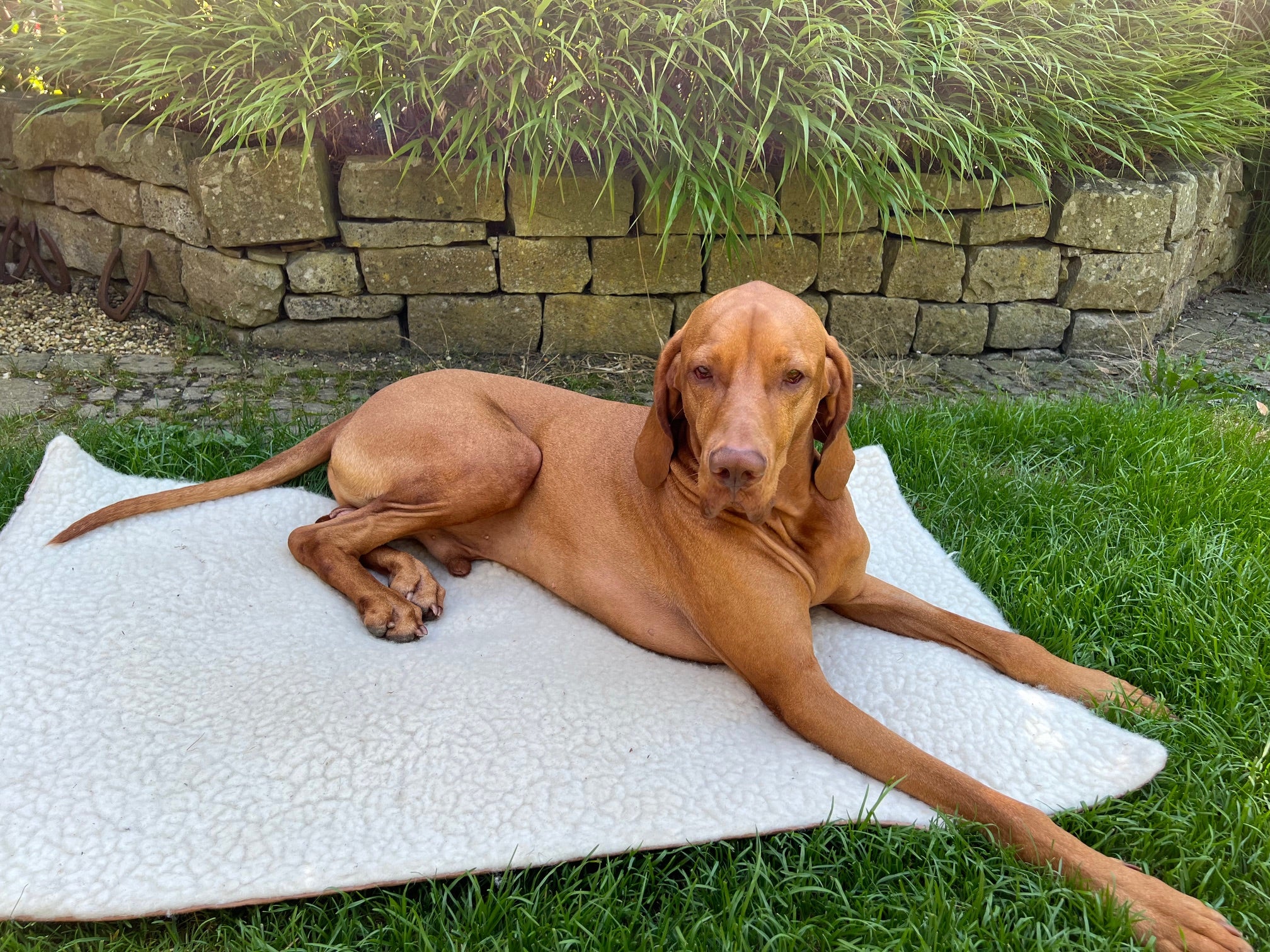 Hundedecke für unterwegs auf Wiese – Vizsla genießt Outdoor-Pause