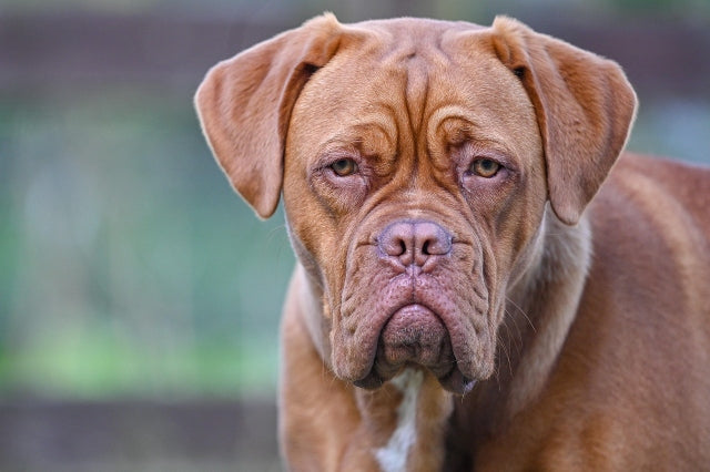 Hundekissen XXL für große Hunde: Größe, Füllung & Pflege