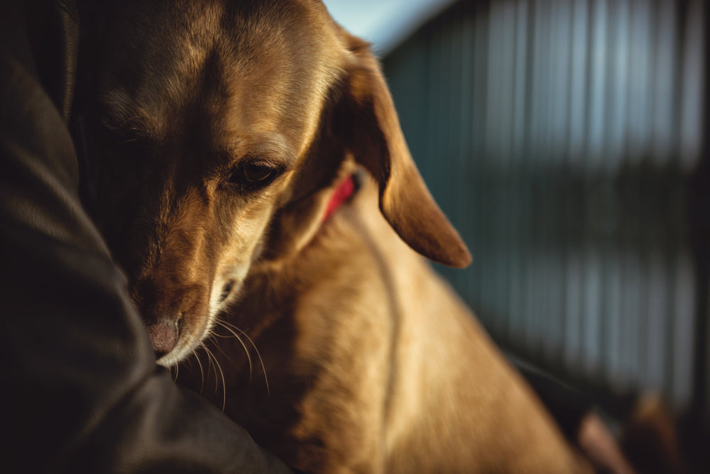 Ihr Hund ist nachts unruhig und wechselt ständig den Platz?