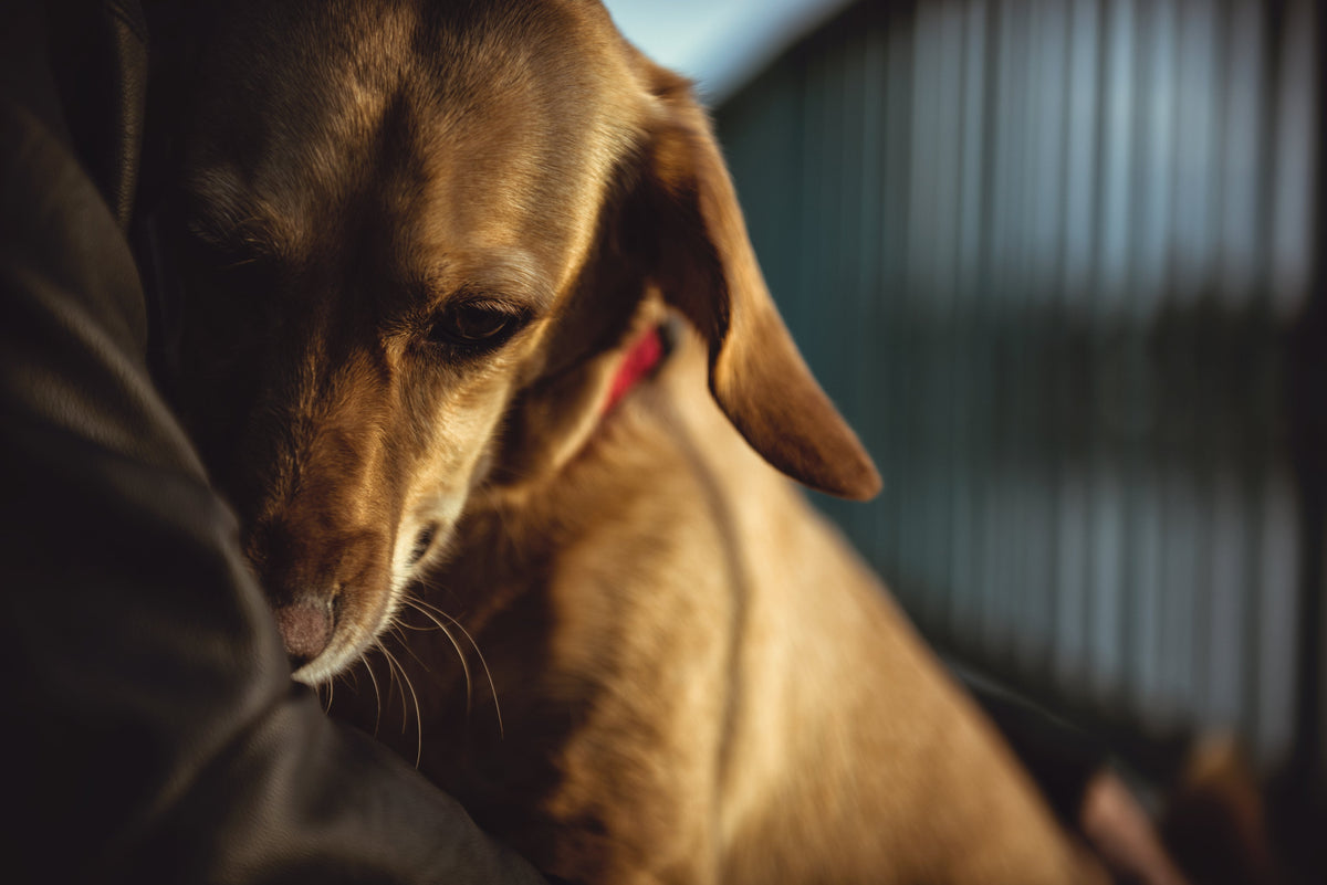Ihr Hund ist nachts unruhig und kann nicht schlafen
