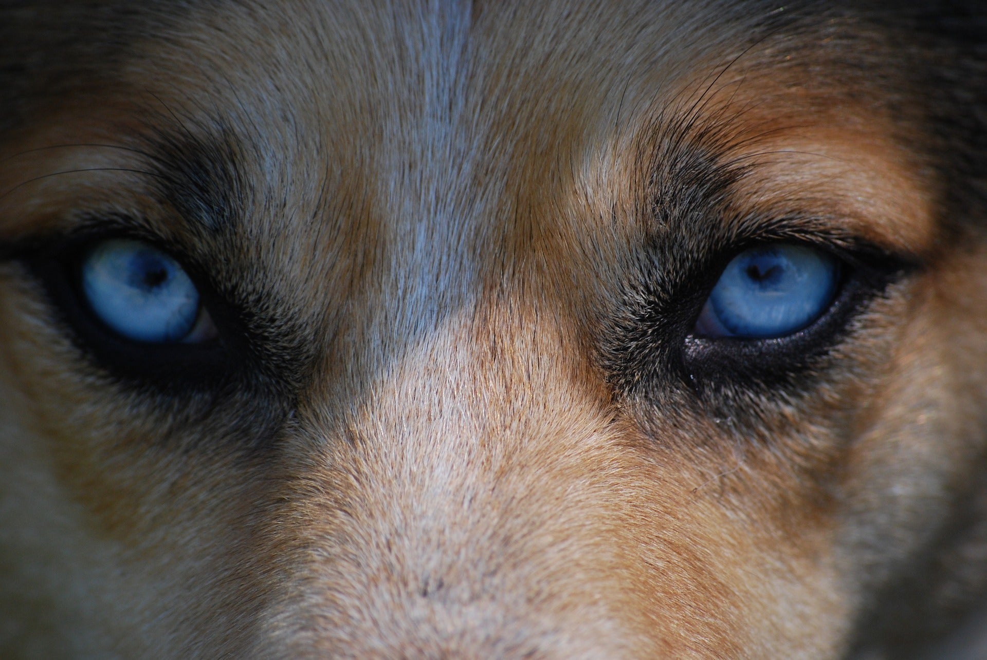 Beitrag über Hausstauballergie bei Hunden: Symptome, Diagnose, Behandlung. Natur Hundebetten können Symptome lindern.
