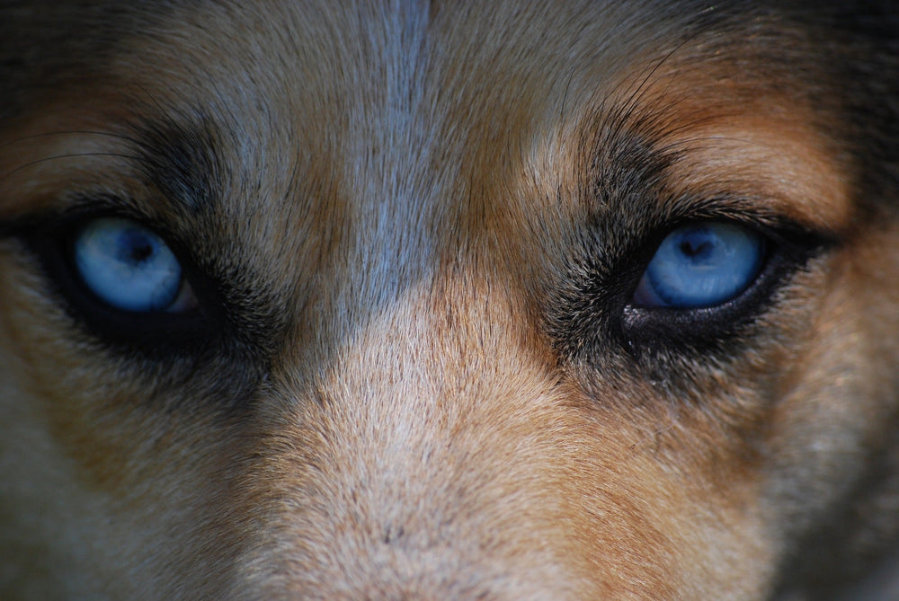 Hausstauballergie bei Hunden: Symptome, Diagnose und Behandlung