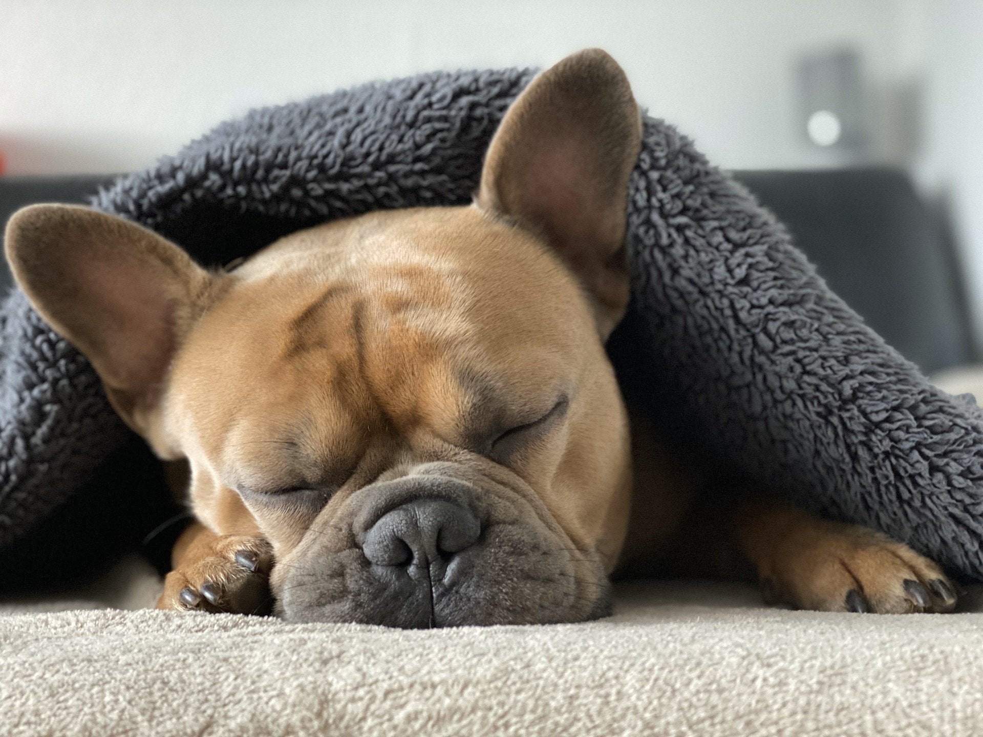 Hund liegt auf Kunstfaser-Hundebett – vermeintlich bequem, aber kein echtes Wolke-7-Gefühl