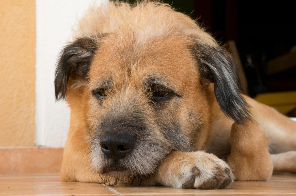 Trauriger Hund im Hundebett – wenn der Hund stinkt, kann das Bett aus synthetischem Material die Ursache sein