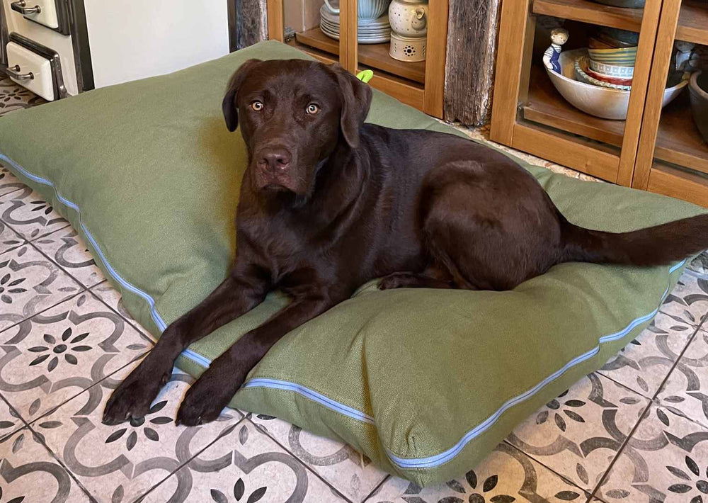 Hundebett für Labrador Retriever – Größe, Form & orthopädische Liegefläche