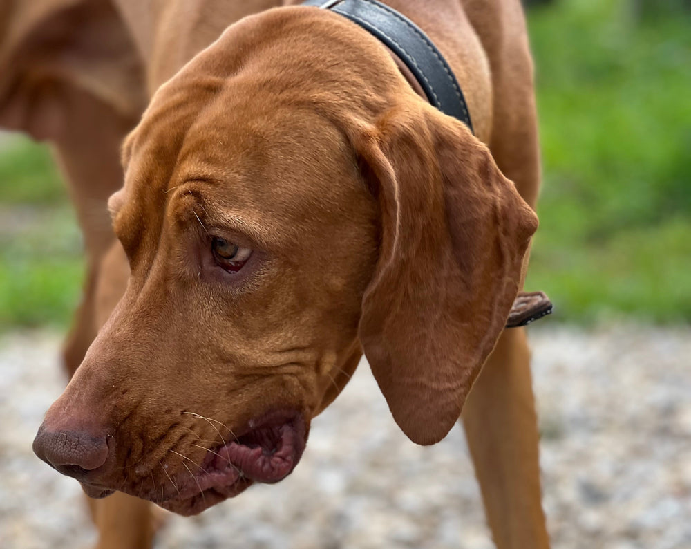 Milben im Ohr bei Hunden: Symptome, Behandlung und warum ein Tierarztbesuch unerlässlich ist
