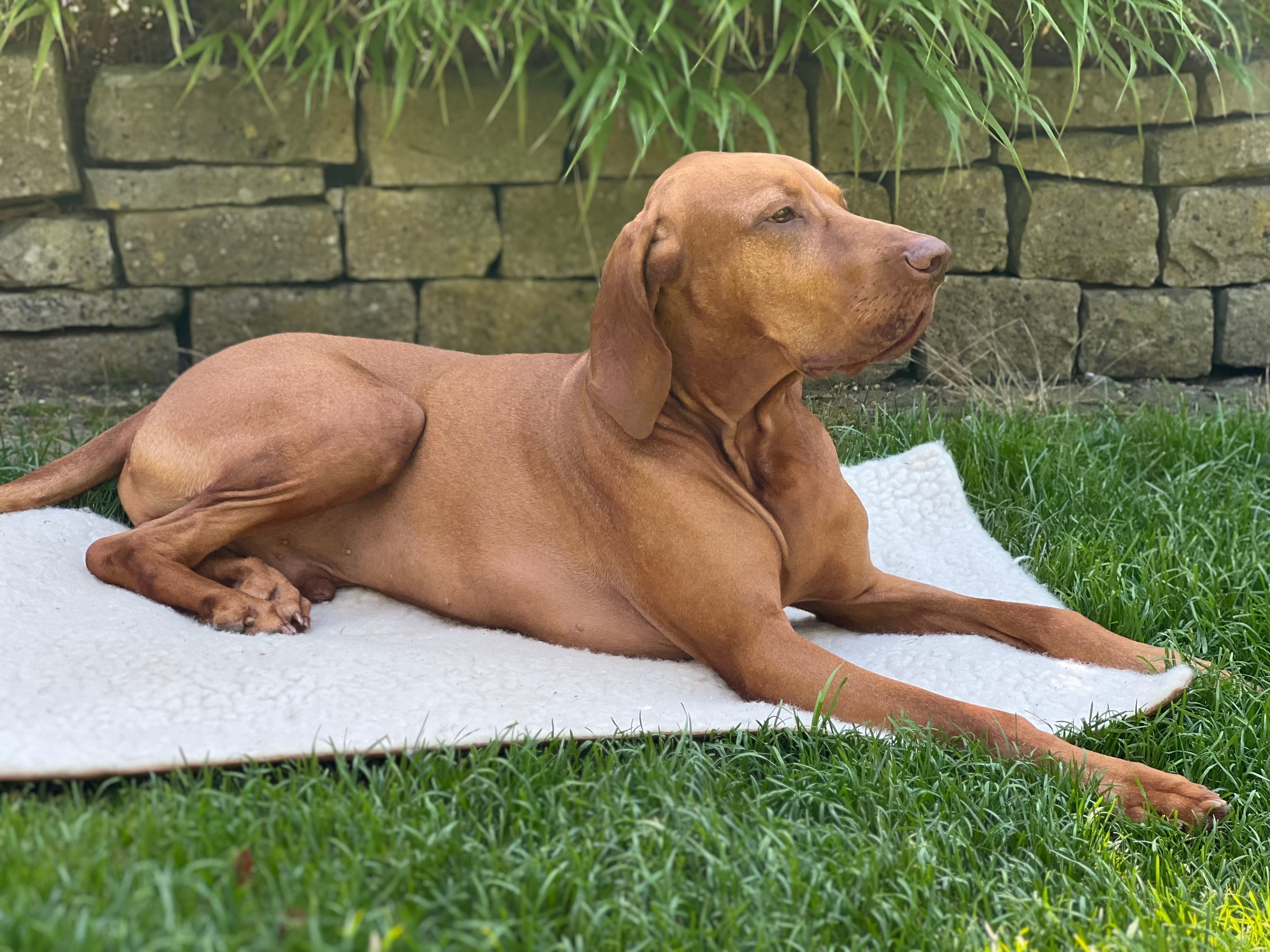 Hund liegt auf waschbarer Hundedecke für unterwegs aus Schafwolle und Hanf auf der Wiese