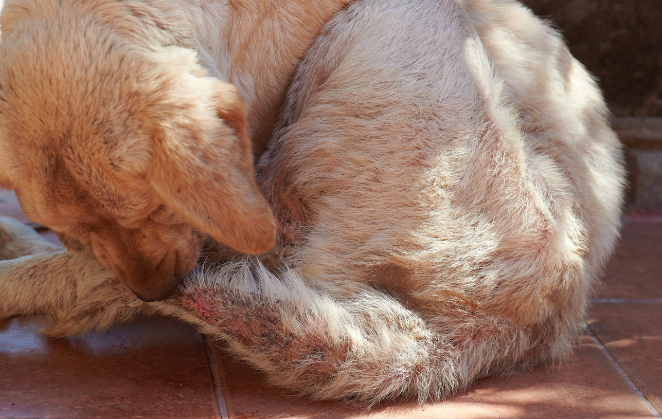 Juckreiz beim Hund. Ursachen, Symptome, Behandlungsmöglichkeiten. Der Hunde hat eine entzündete Haut und beißt sich, weil es juckt. 
