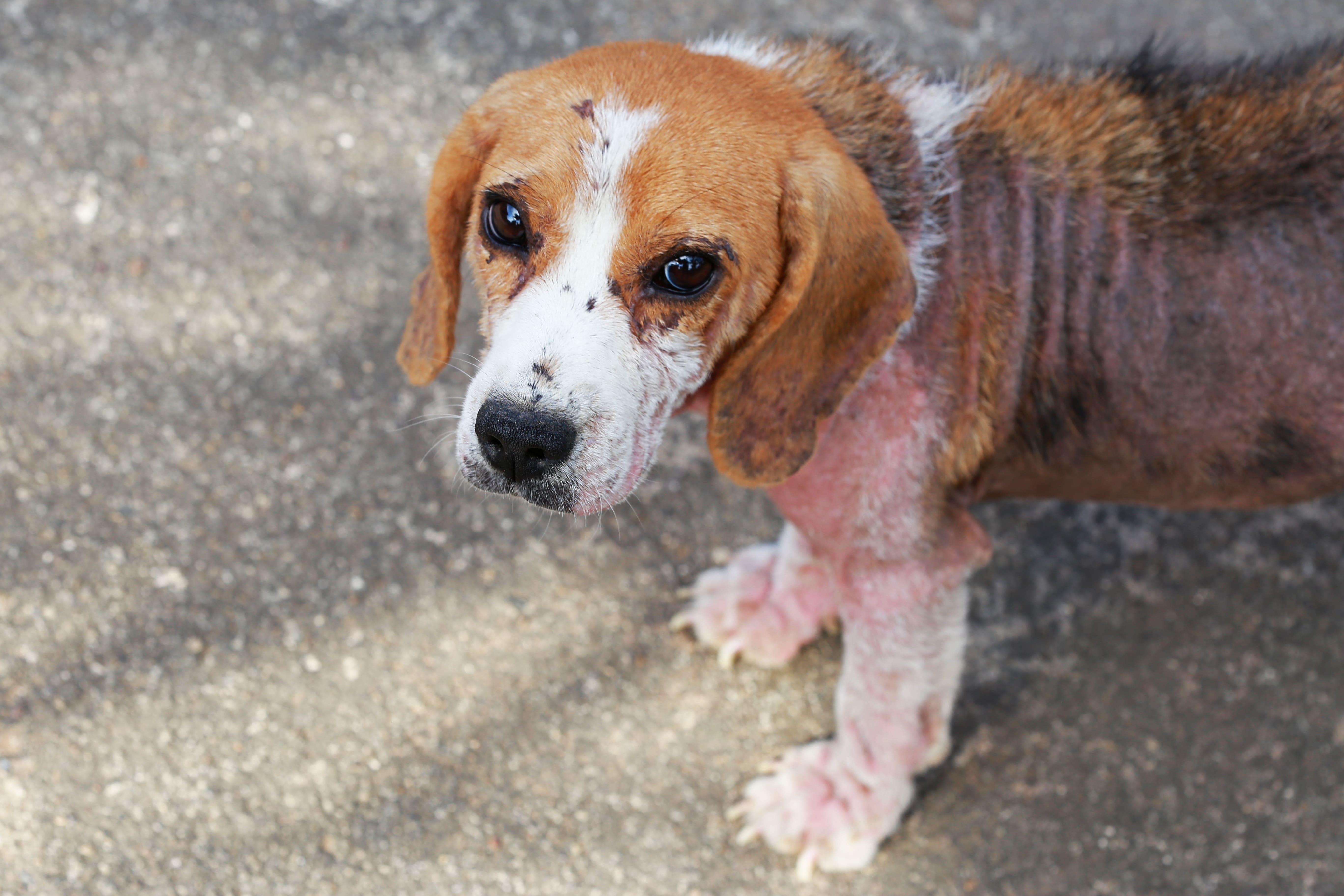 Hund mit starkem Milbenbefall – kahle Stellen, entzündete Haut und Juckreiz als typische Symptome bei Grabmilben und Hausmilben