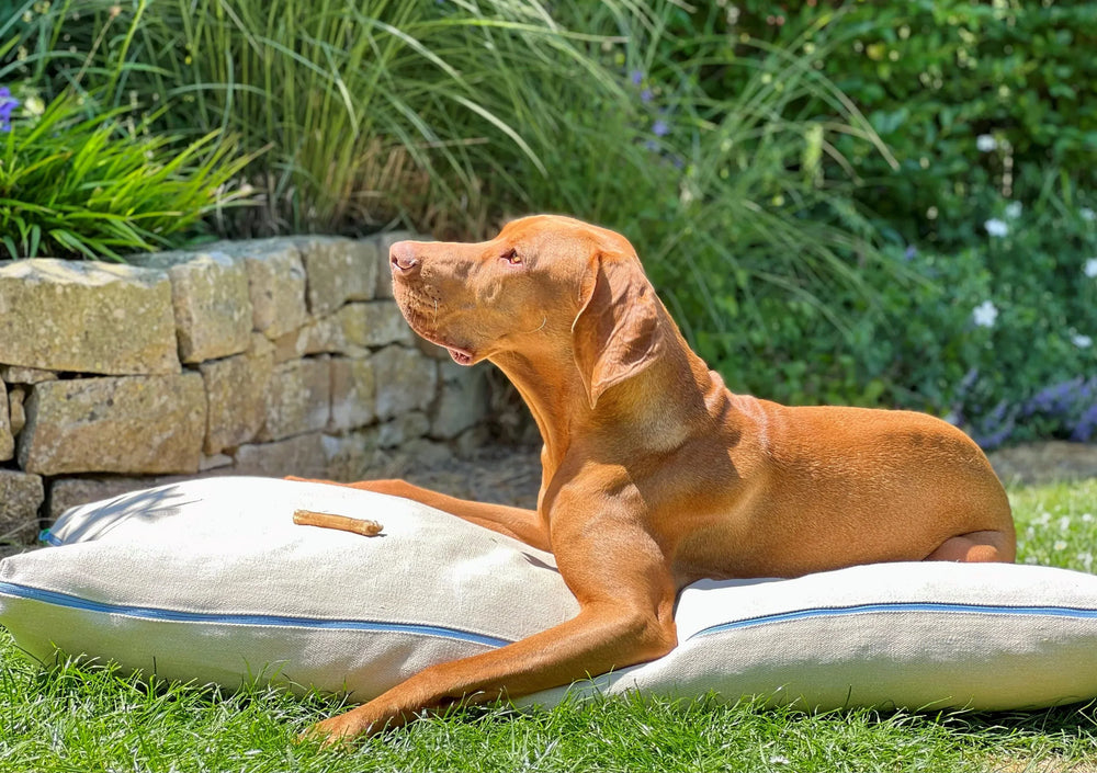 Ist das Hundebett bei 60 Grad waschbar? Alles, was Sie über waschbare Hundebetten wissen sollten
