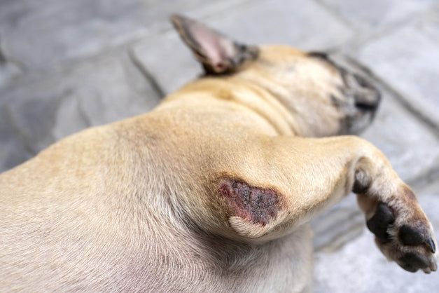 Mops mit Liegeschwiele liegt auf orthopädischem Hundebett aus Naturmaterialien – waschbar und allergikerfreundlich