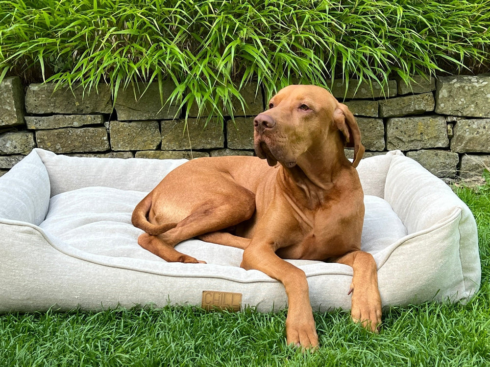 Hundebett aus Naturmaterialien: Vorteile, Naturfasern & Kaufberatung