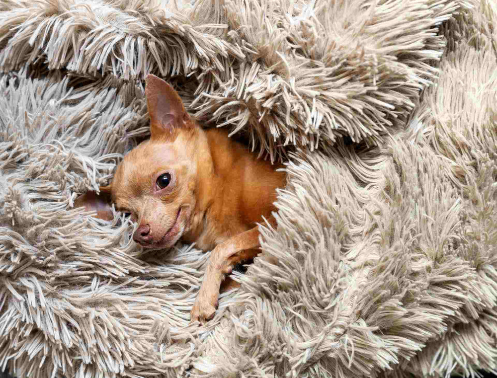 Schimmelpilzallergie Hund was tun? Wenn der Pilz im Hundebett schlummert
