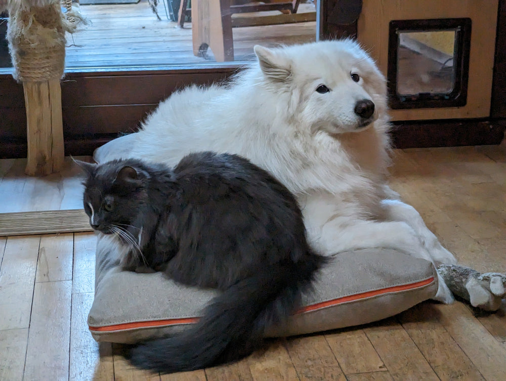 Hundekissen orthopädisch | BIO-Hanf und Latexflocken | CHILL THE DOG®