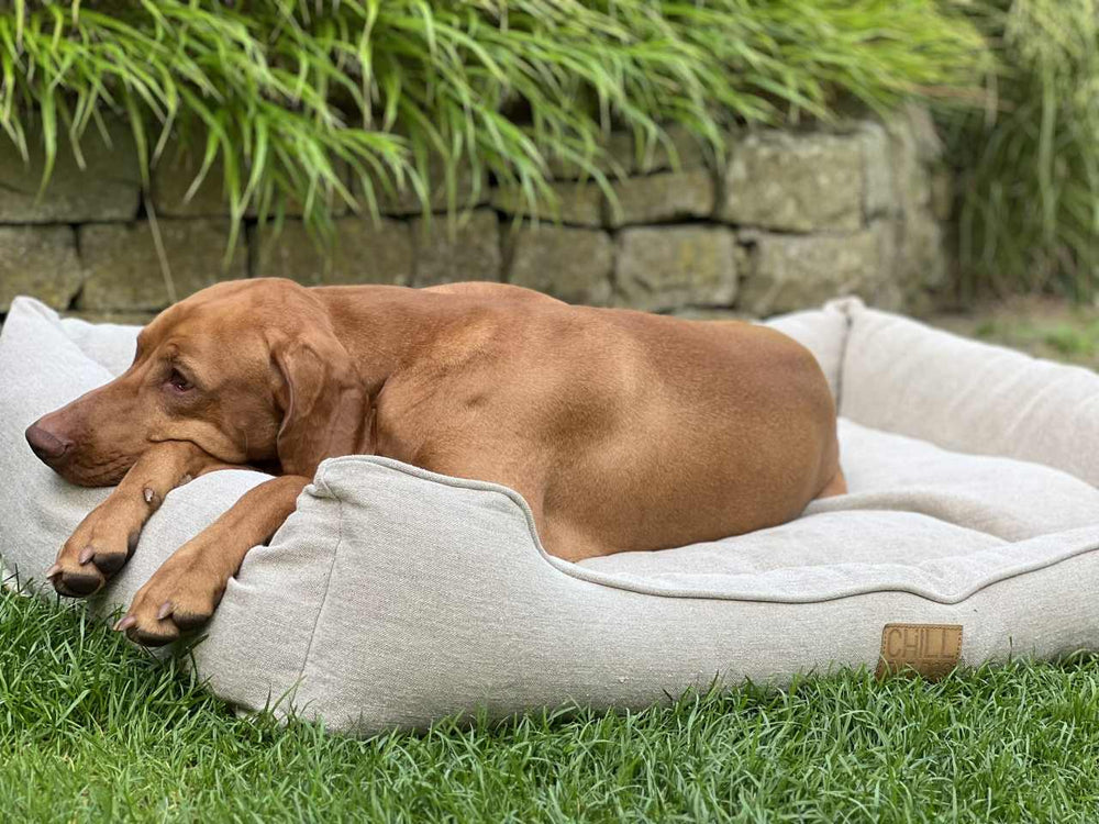 Hundebett bei Inkontinenz – welches Hundebett ist geeignet?