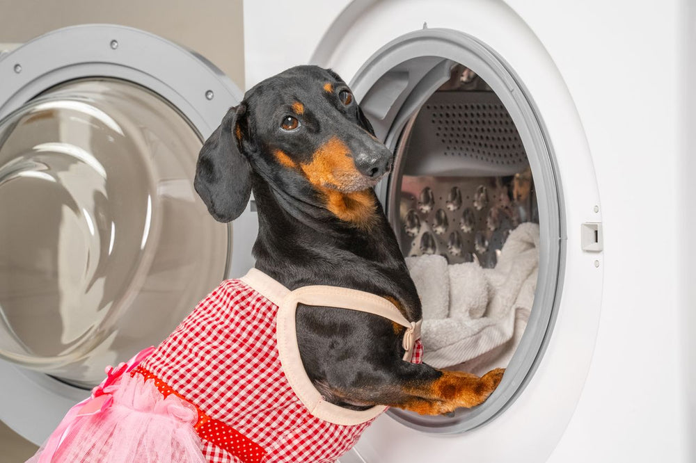Hundebetten waschen: Mhelos sauber, hygienisch und durchdacht