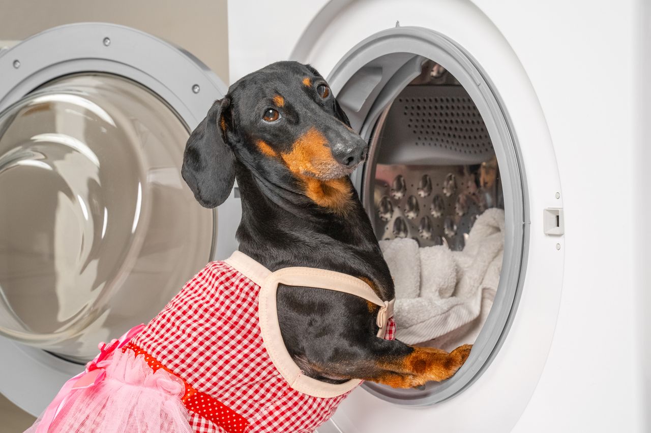 Dackel mit Schürze schaut in Waschmaschine – Symbolbild für Hundebetten waschen leicht gemacht