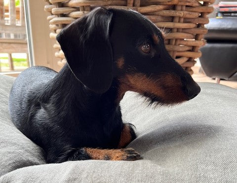 Dackel Hannes auf einem natürlichen Hundekissen aus Hanf und Latex