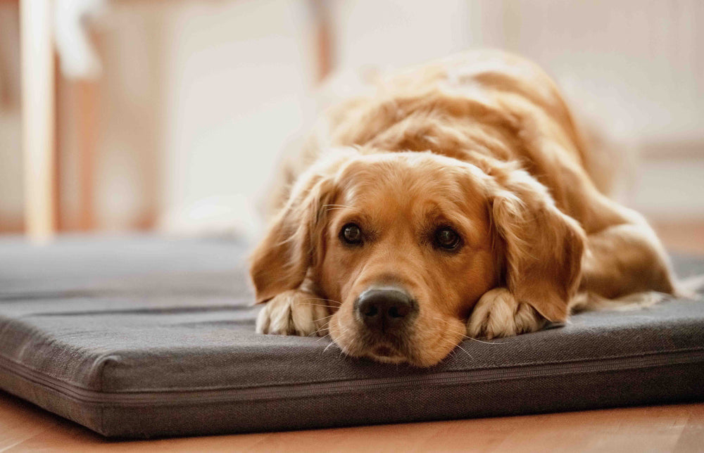 Welches Hundebett für Golden Retriever? Tipps zu Materialien & Hygiene