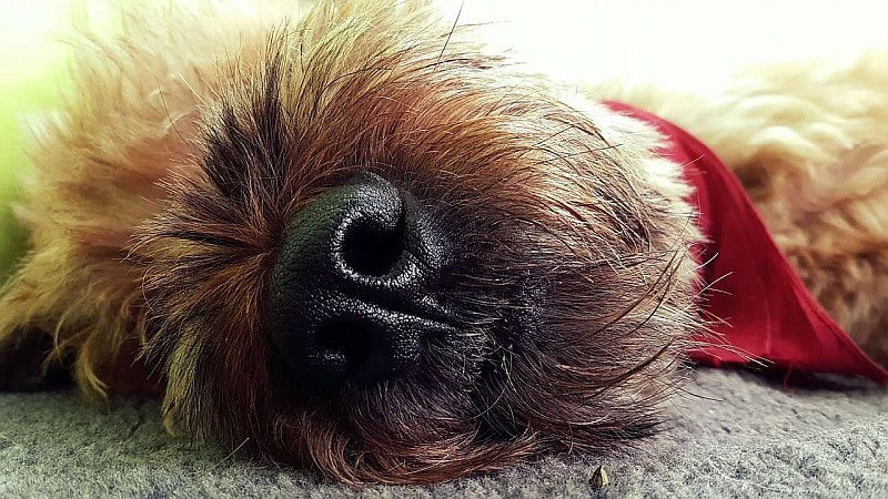 Was tun gegen stinkendes Hundebett?