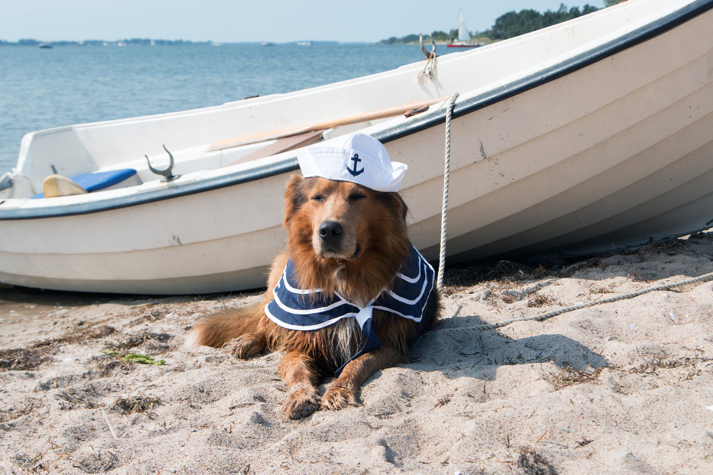 Perfekte Ruheoase für Yachthunde – Stilvolle Hundematten und Hundekissen in maritimem Design!